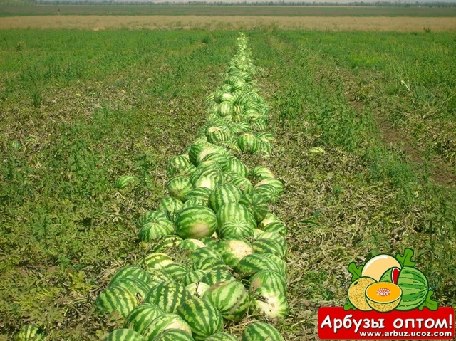 Арбуз Продюсер погрузка с поля урожайность 60 тонн с га